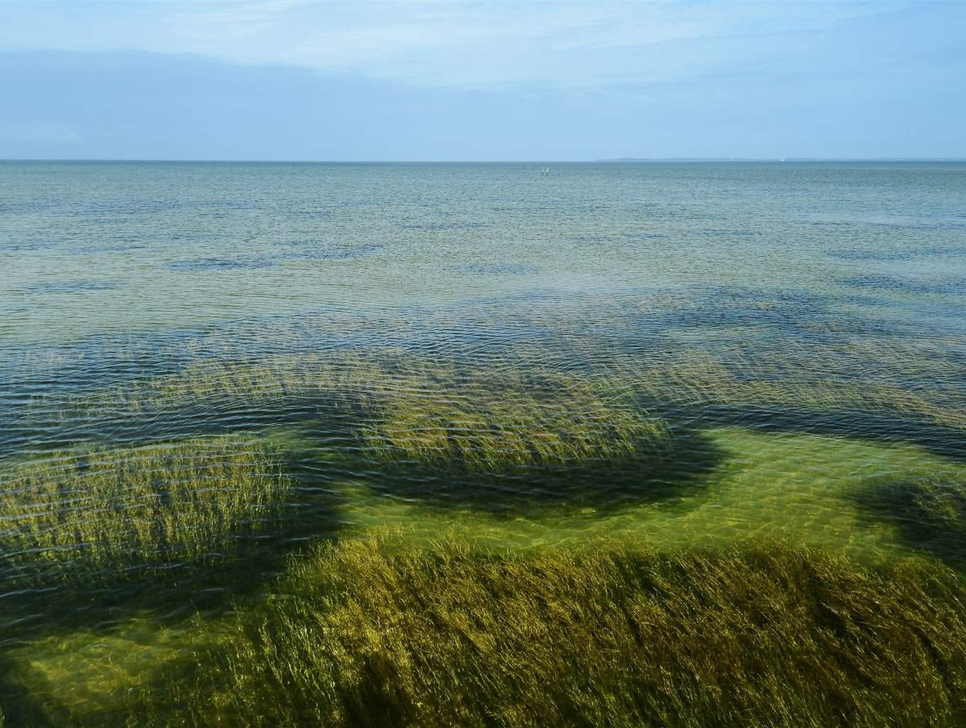 "If We Don't Have Seagrass, We Don't Have a Bay."